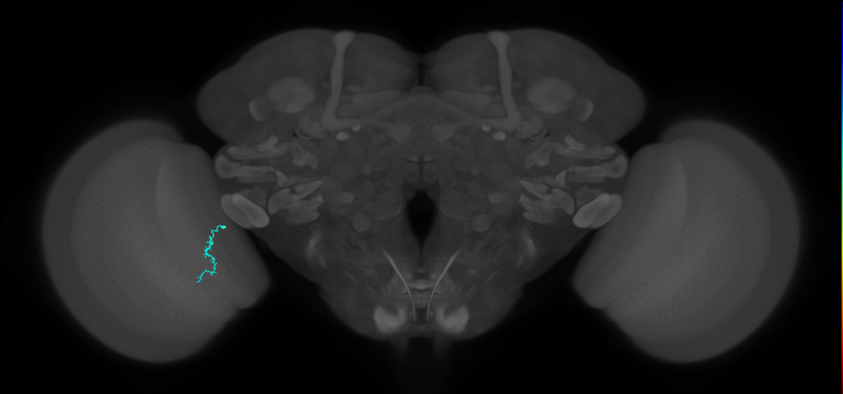 Dm3a_L (MaleCNS:580083)