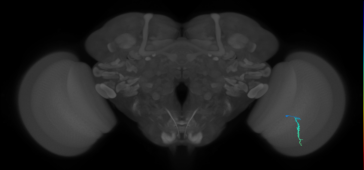 Dm3a_R (MaleCNS:147189)