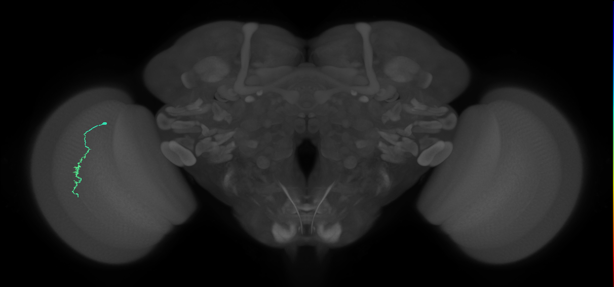 Dm3a_L (MaleCNS:532185)
