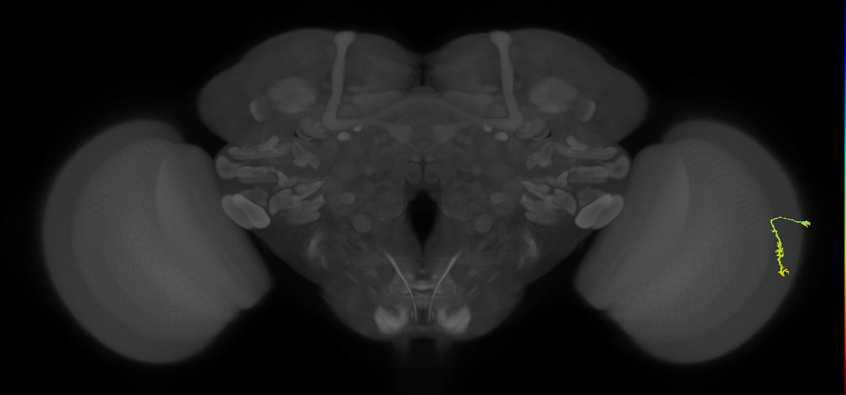 Dm3a_R (MaleCNS:120144)