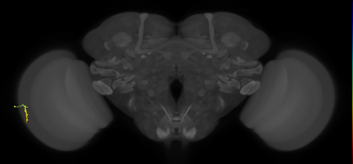 Dm3a_L (MaleCNS:134595)