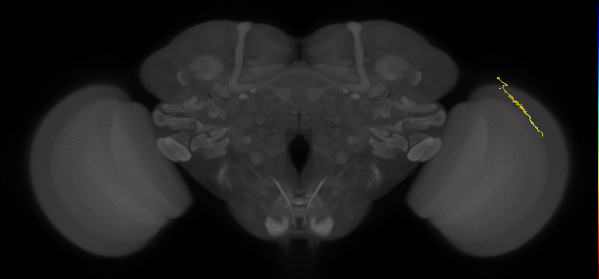 Dm3a_R (MaleCNS:149206)
