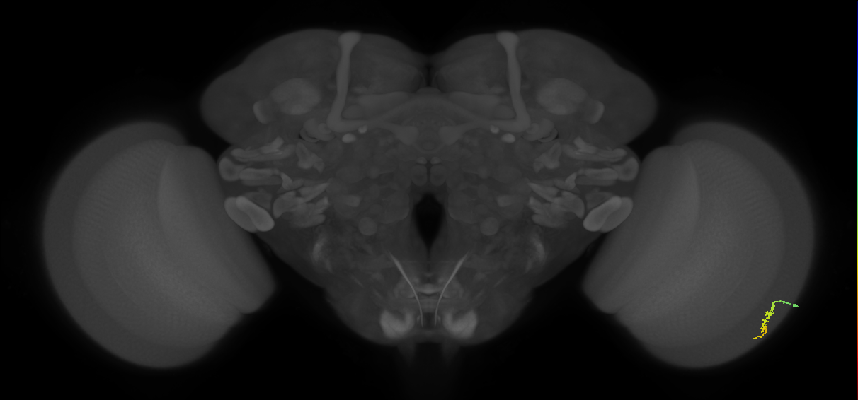 Dm3a_R (MaleCNS:122096)