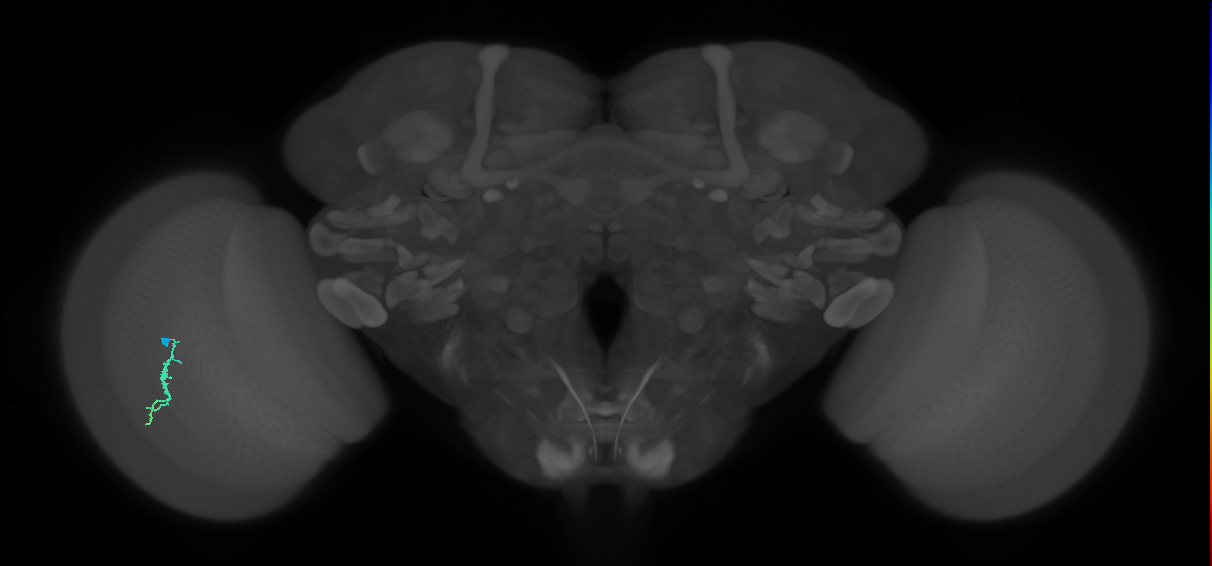 Dm3a_L (MaleCNS:530054)
