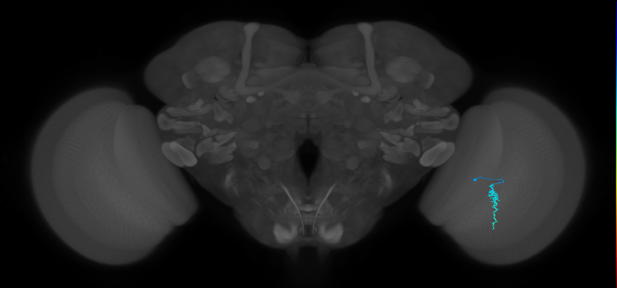 Dm3a_R (MaleCNS:134527)