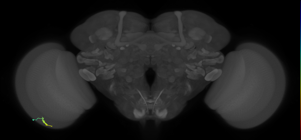 Dm3a_L (MaleCNS:543714)