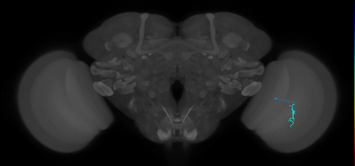 Dm3a_R (MaleCNS:147828)
