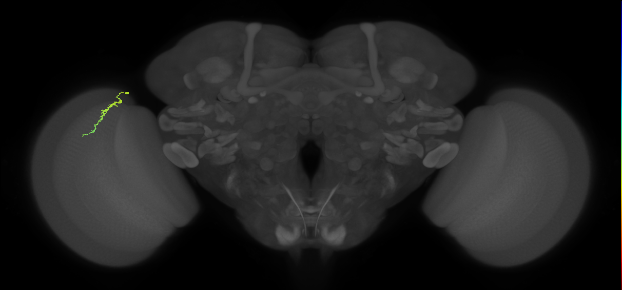 Dm3a_L (MaleCNS:565792)
