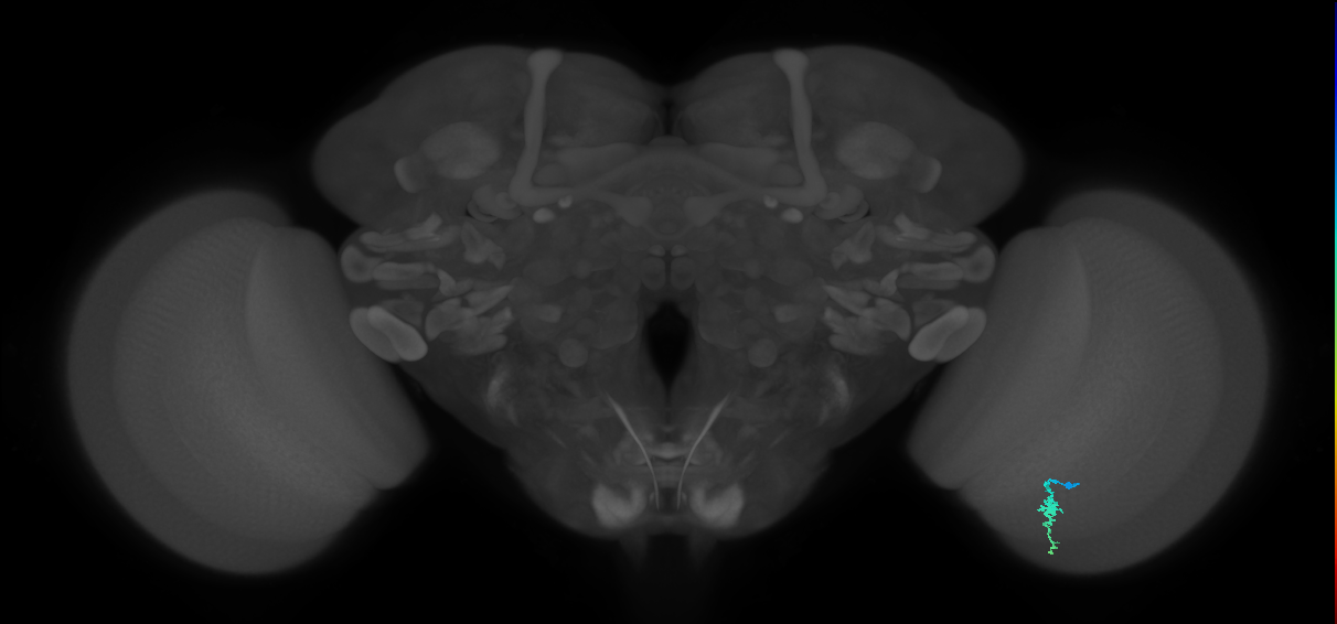 Dm3a_R (MaleCNS:138341)