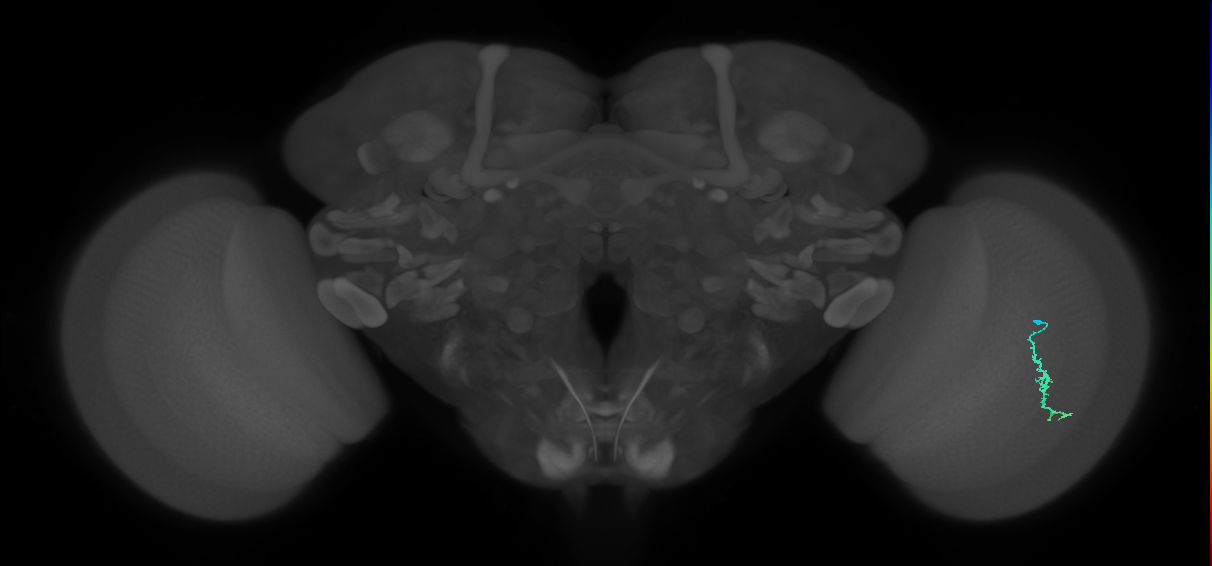 Dm3a_R (MaleCNS:121615)