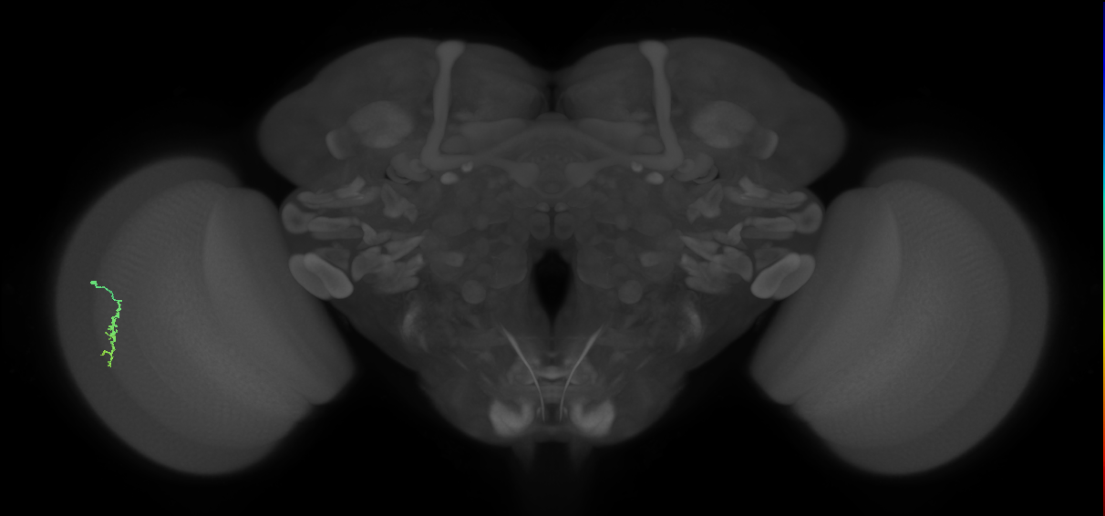 Dm3a_L (MaleCNS:132935)