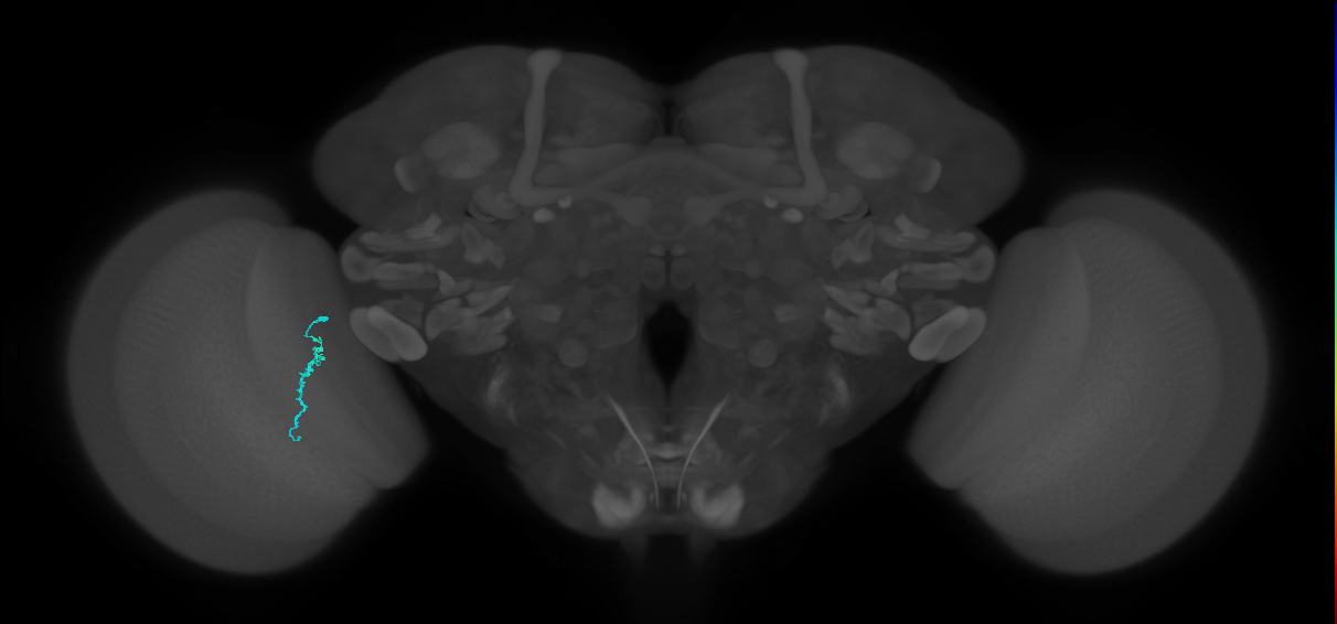 Dm3a_L (MaleCNS:564072)