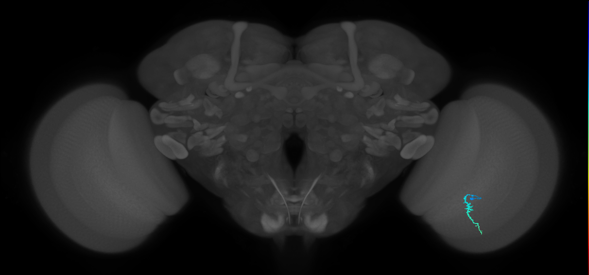 Dm3a_R (MaleCNS:194672)