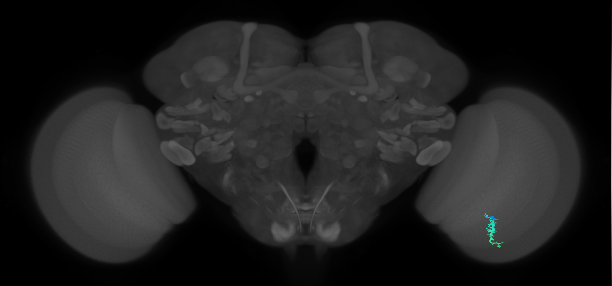 Dm3a_R (MaleCNS:126185)