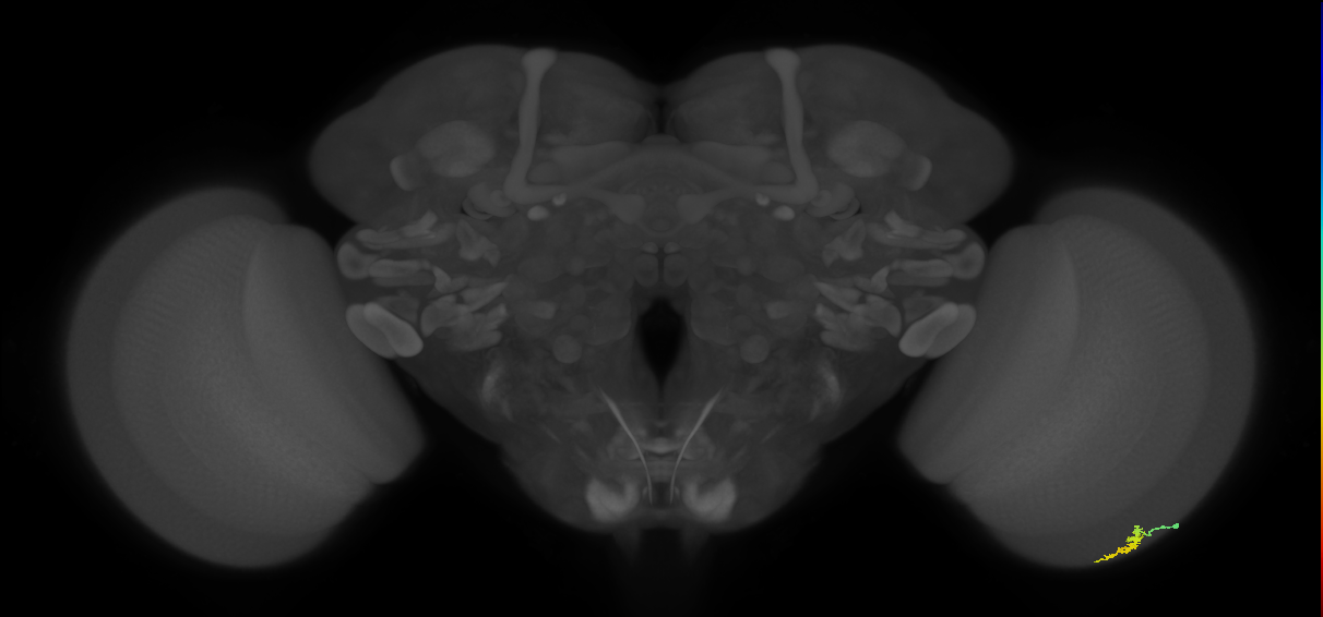 Dm3a_R (MaleCNS:138651)