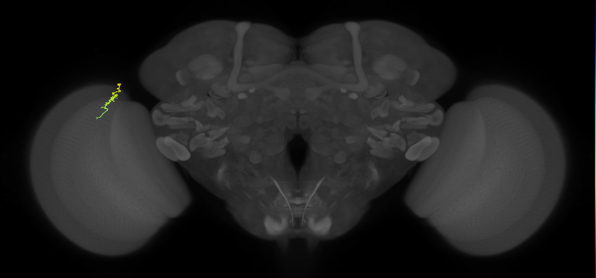 Dm3a_L (MaleCNS:223206)