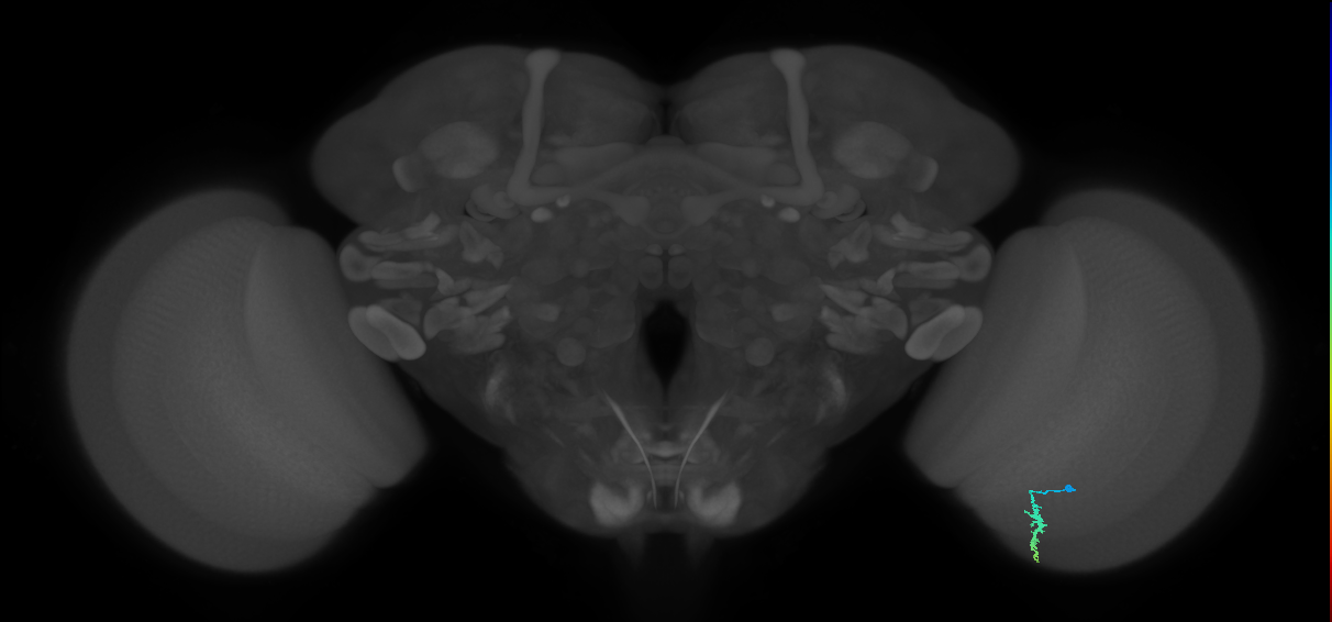 Dm3a_R (MaleCNS:126459)