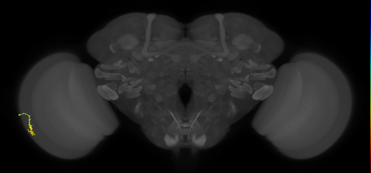 Dm3a_L (MaleCNS:535278)