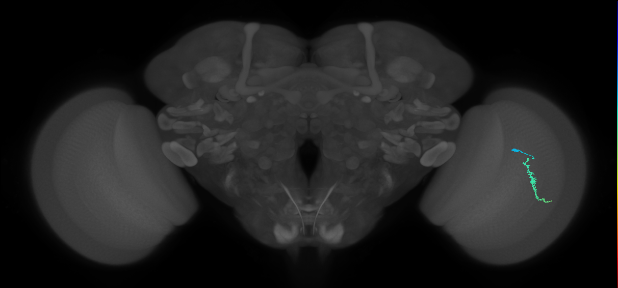 Dm3a_R (MaleCNS:125822)