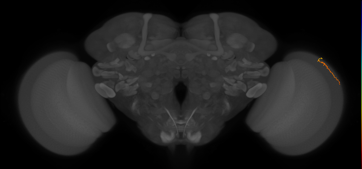 Dm3a_R (MaleCNS:128893)