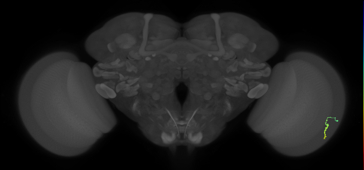 Dm3a_R (MaleCNS:112742)