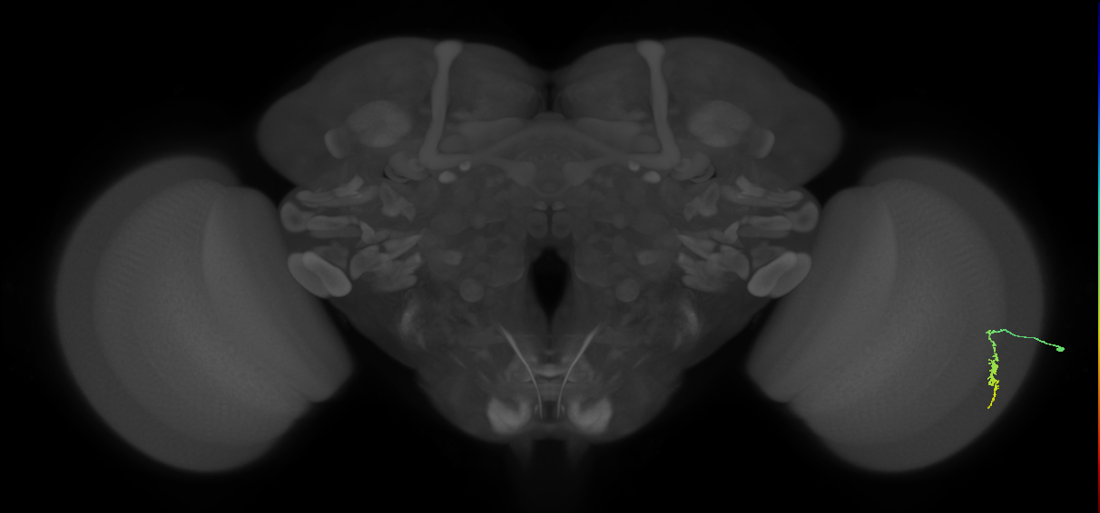 Dm3a_R (MaleCNS:144567)
