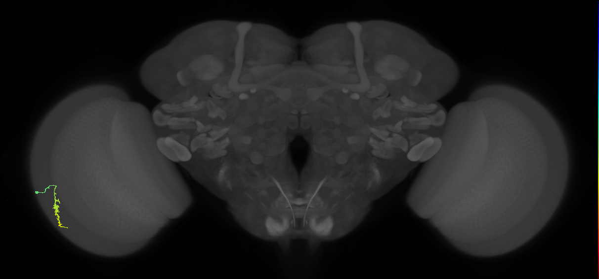 Dm3a_L (MaleCNS:575910)