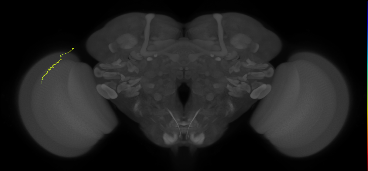 Dm3a_L (MaleCNS:156449)