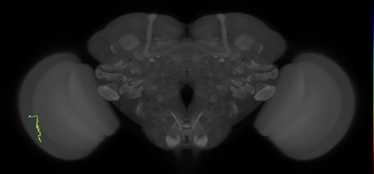 Dm3a_L (MaleCNS:115325)