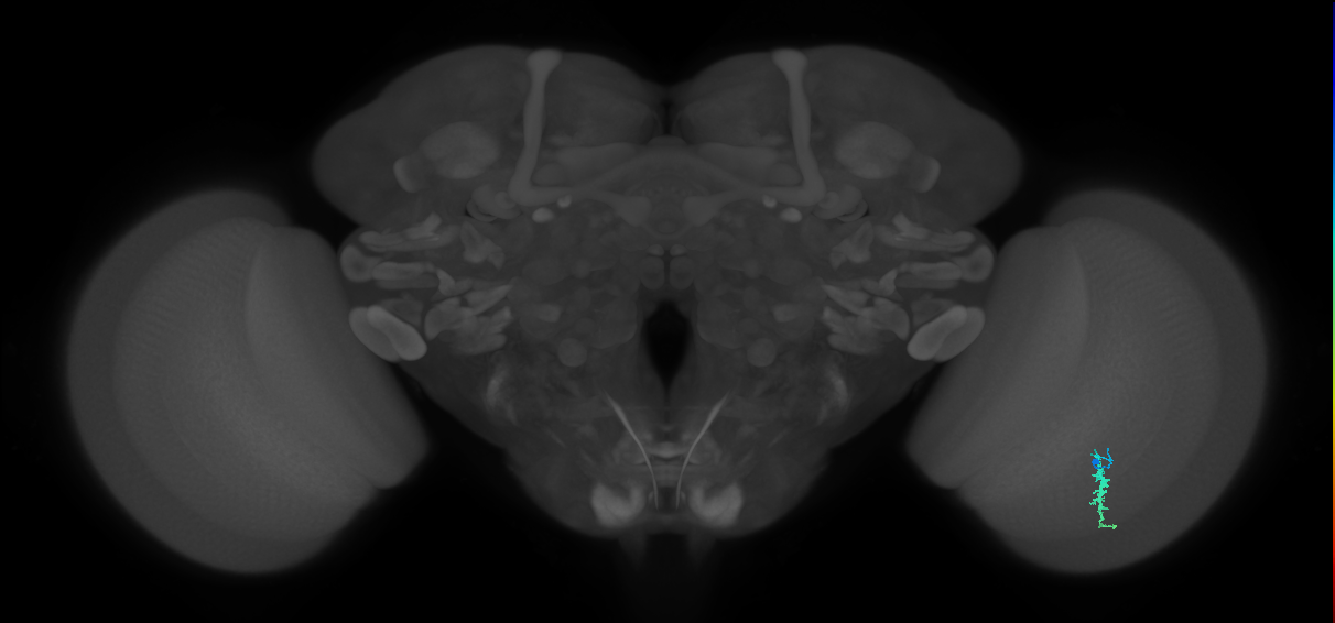 Dm3a_R (MaleCNS:129422)
