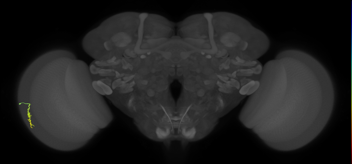 Dm3a_L (MaleCNS:122751)