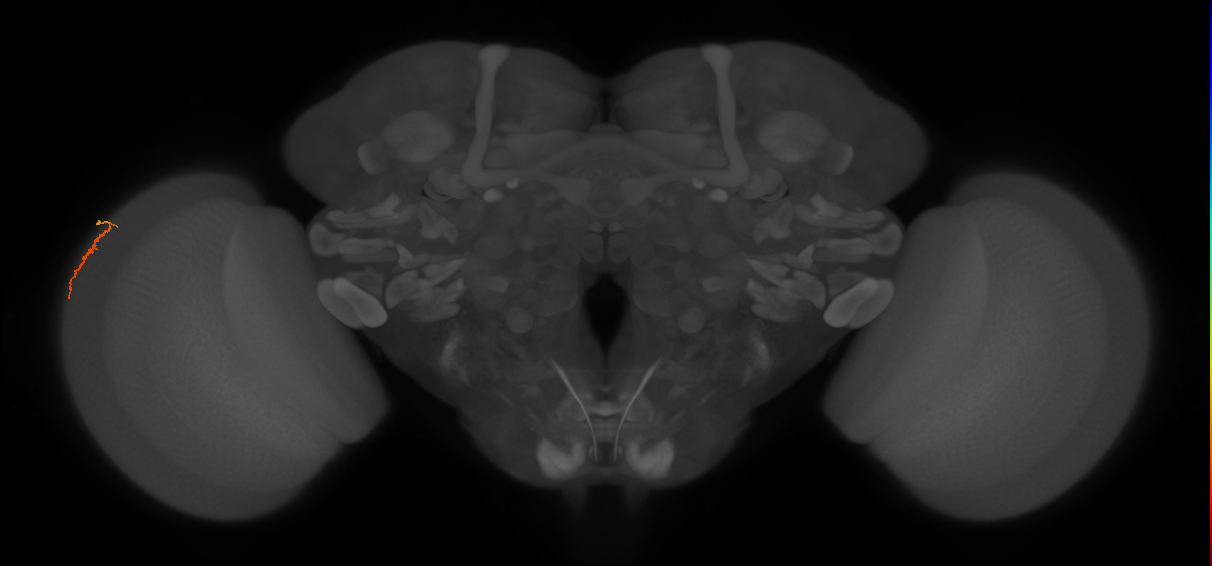 Dm3a_L (MaleCNS:148218)