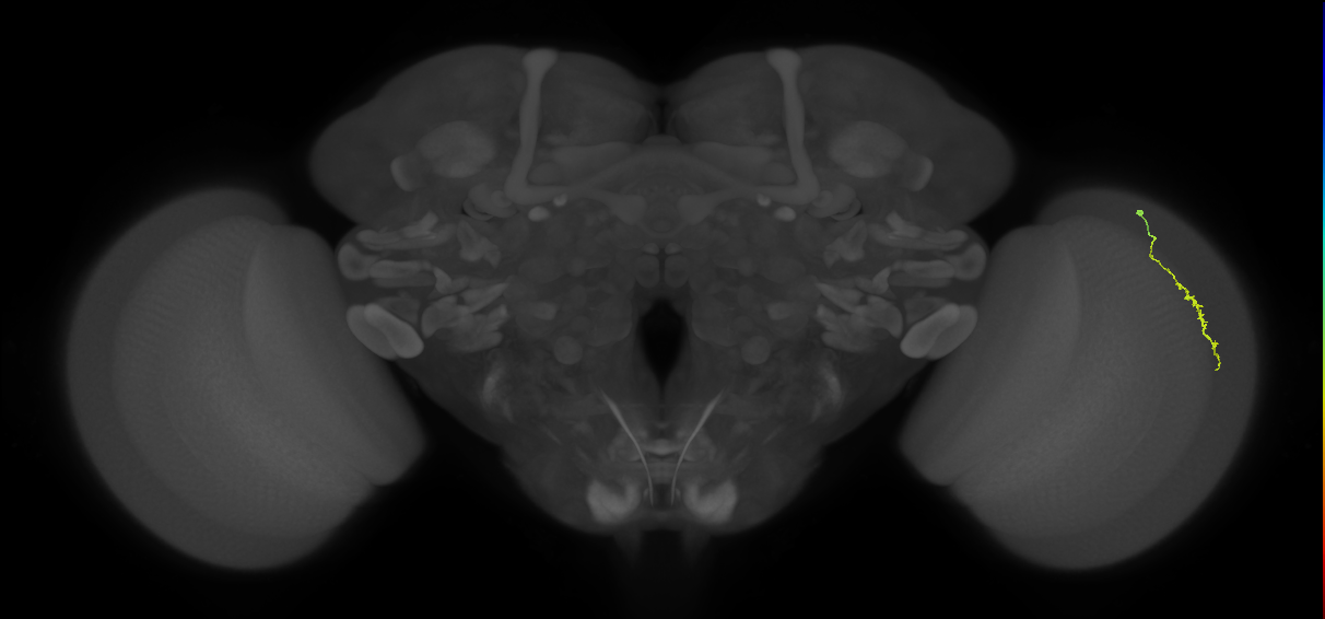 Dm3a_R (MaleCNS:131043)