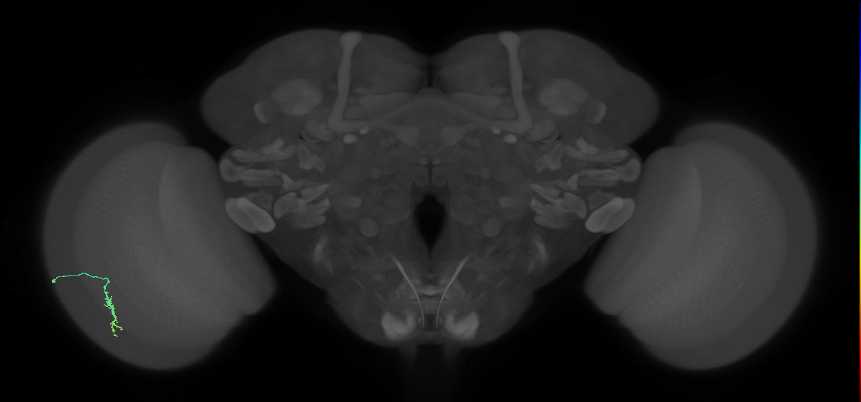 Dm3a_L (MaleCNS:167262)