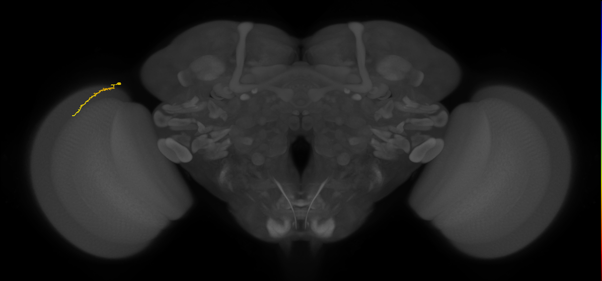 Dm3a_L (MaleCNS:218487)