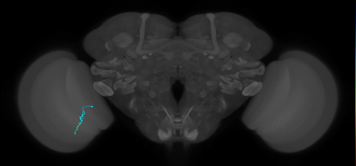 Dm3a_L (MaleCNS:218148)