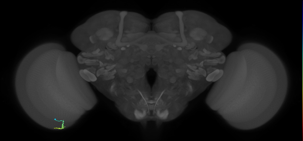 Dm3a_L (MaleCNS:142430)