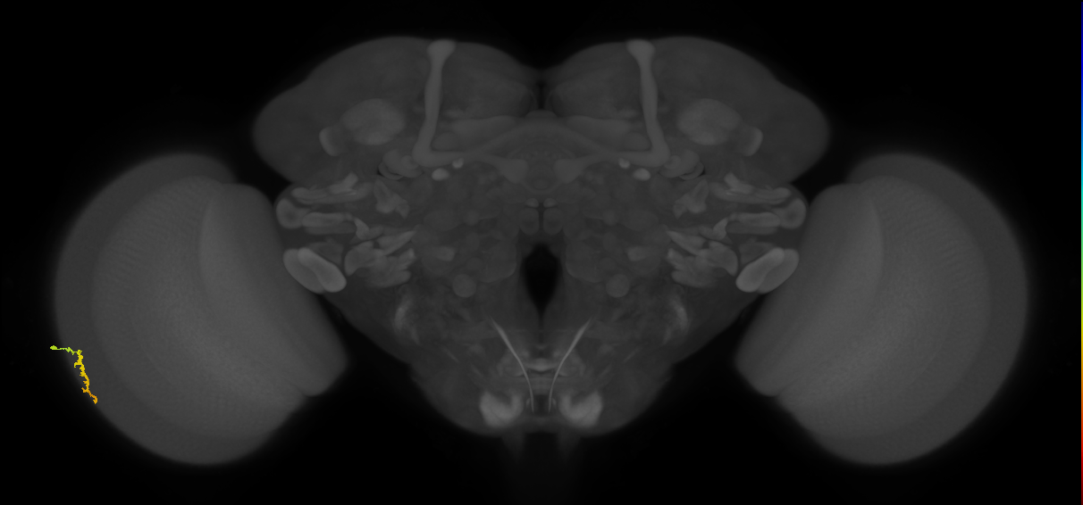 Dm3a_L (MaleCNS:129908)