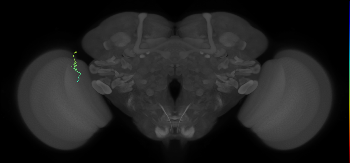 Dm3a_L (MaleCNS:159076)