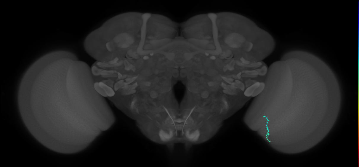 Dm3a_R (MaleCNS:168724)