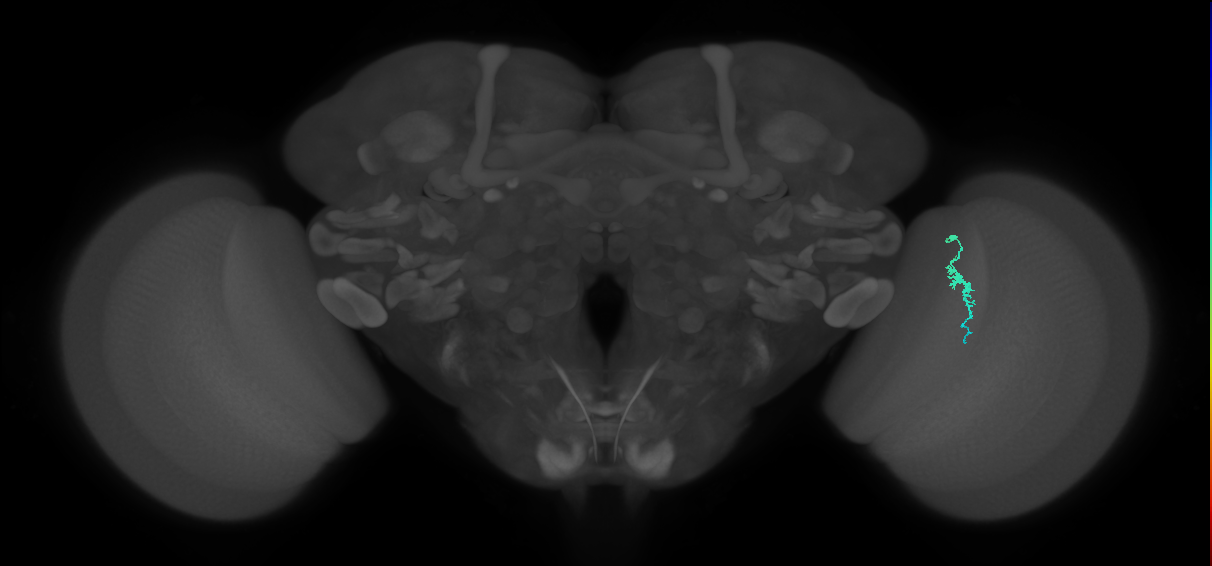 Dm3a_R (MaleCNS:146367)