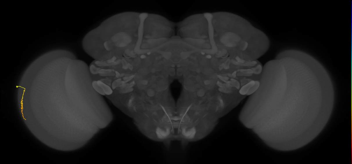 Dm3a_L (MaleCNS:122503)
