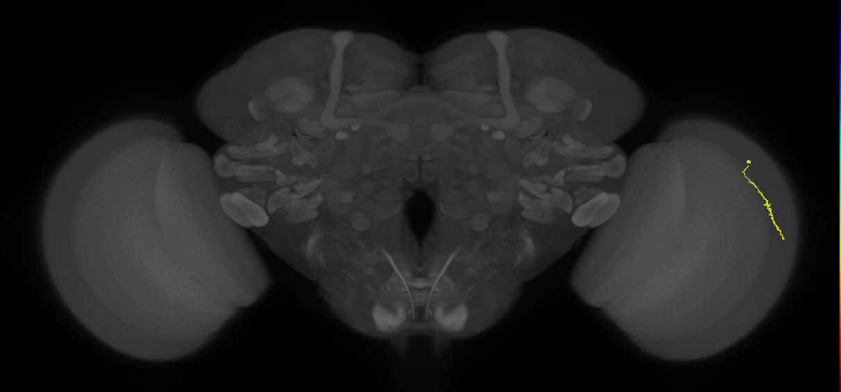 Dm3a_R (MaleCNS:223628)