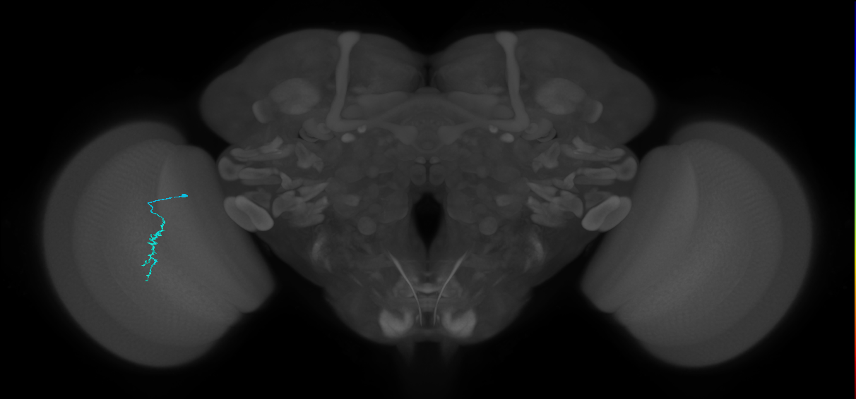 Dm3a_L (MaleCNS:562734)