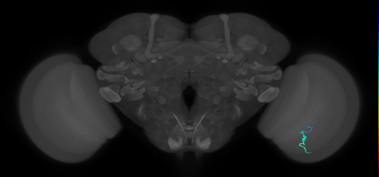Dm3a_R (MaleCNS:138155)