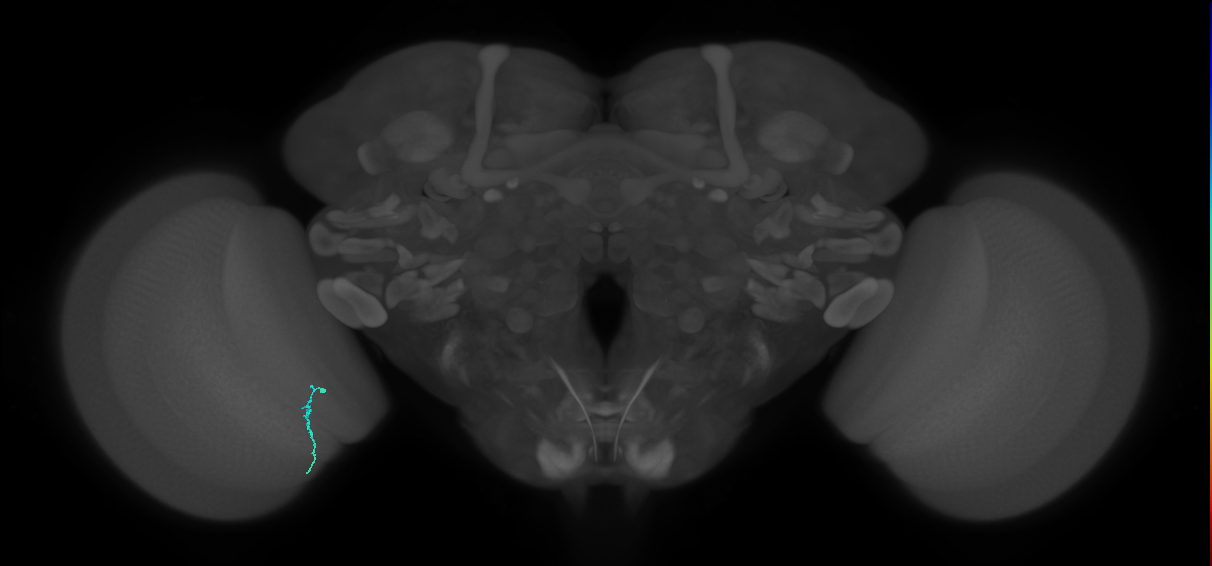 Dm3a_L (MaleCNS:216280)