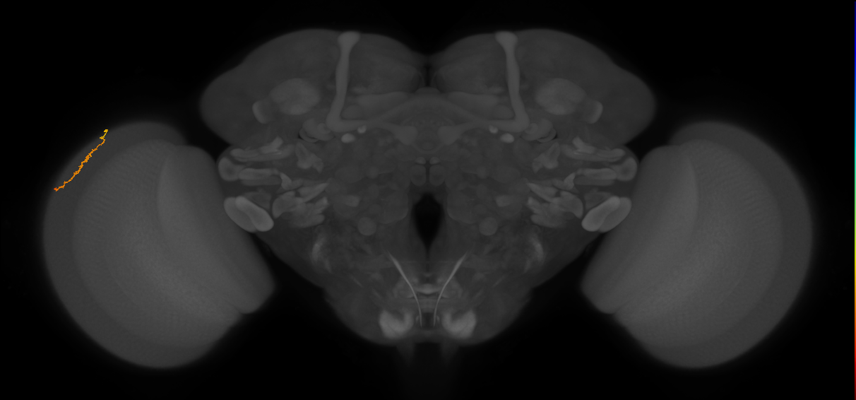 Dm3a_L (MaleCNS:569252)