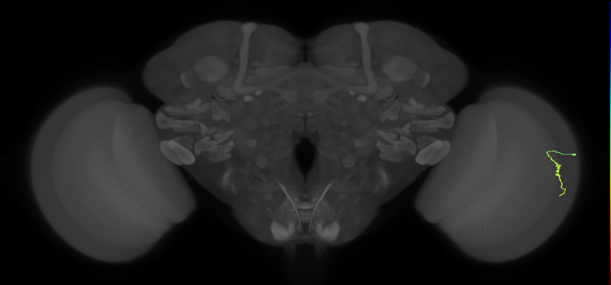 Dm3a_R (MaleCNS:130625)
