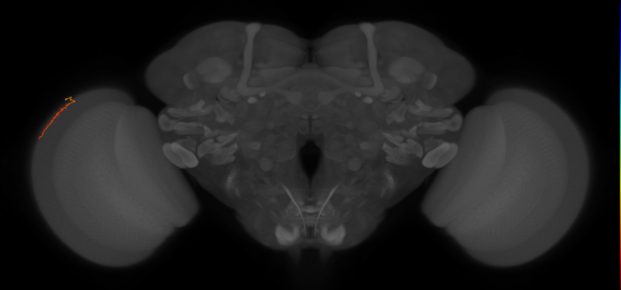 Dm3a_L (MaleCNS:213481)