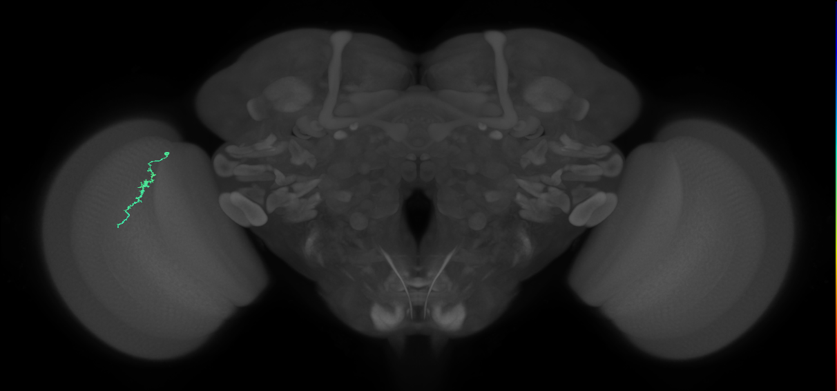Dm3a_L (MaleCNS:581142)